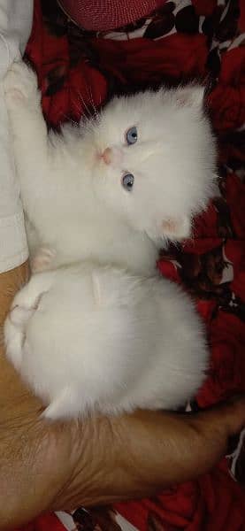 I sale sale one pair Persian cat 3