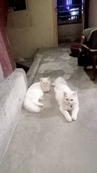 I sale sale one pair Persian cat 4