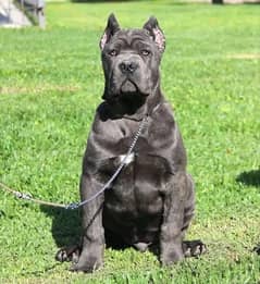 Import Pedigreed Cane Corso Female Puppy