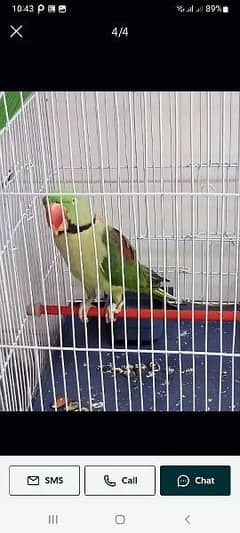 Raw perrot  for sell