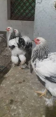 Brahma Hen 0