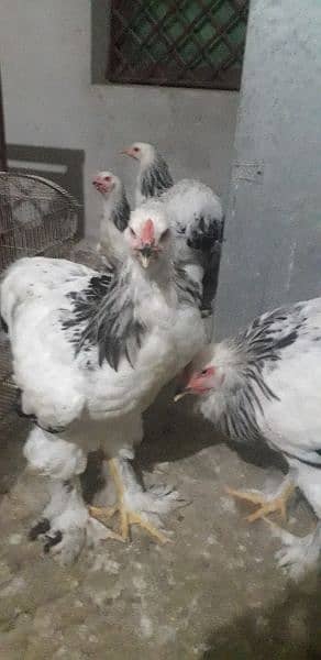 Brahma Hen 2