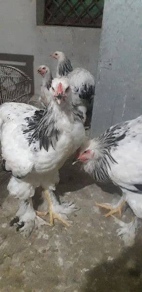 Brahma Hen 3