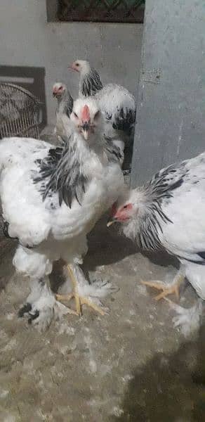 Brahma Hen 4