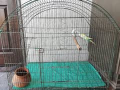 3 Australian parrots with cage