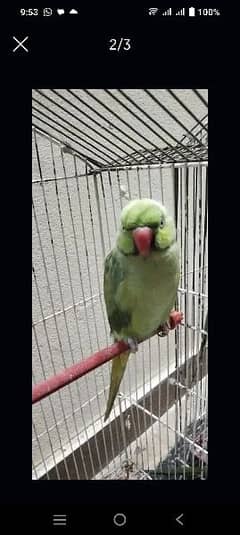 Green parrot