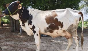 2ra suwa tyar cholistani Friesian cow. 0301.5317531