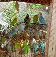 Australian Parrotts For Sale