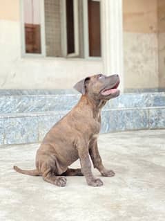 cane corso female pup