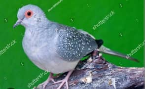 china dove for sale