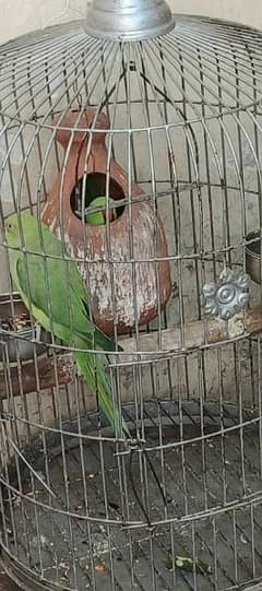 breeder pair with big round cage and big Matki