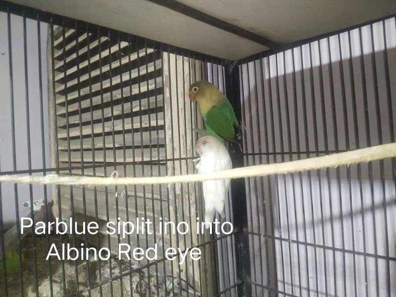 Full healthy and Active Birds available 4