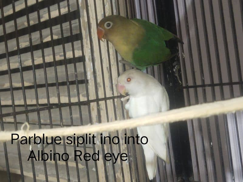 Full healthy and Active Birds available 5