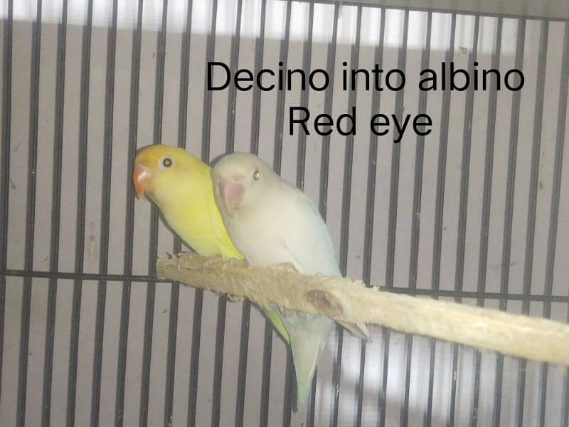 Full healthy and Active Birds available 6