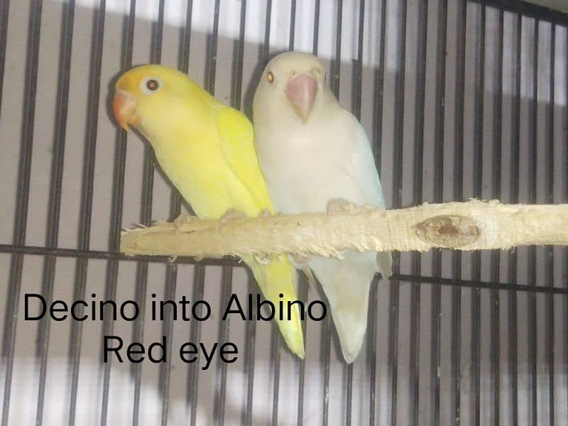 Full healthy and Active Birds available 7