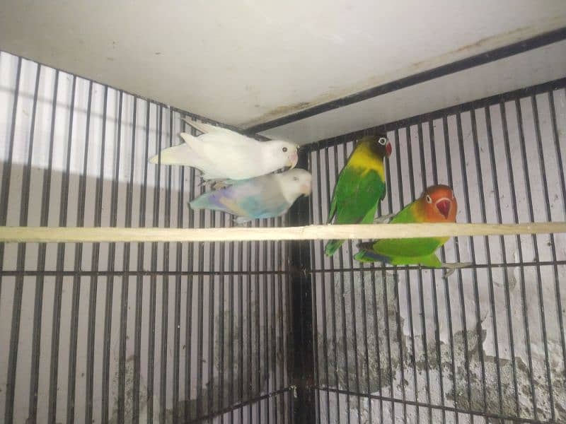 Full healthy and Active Birds available 9