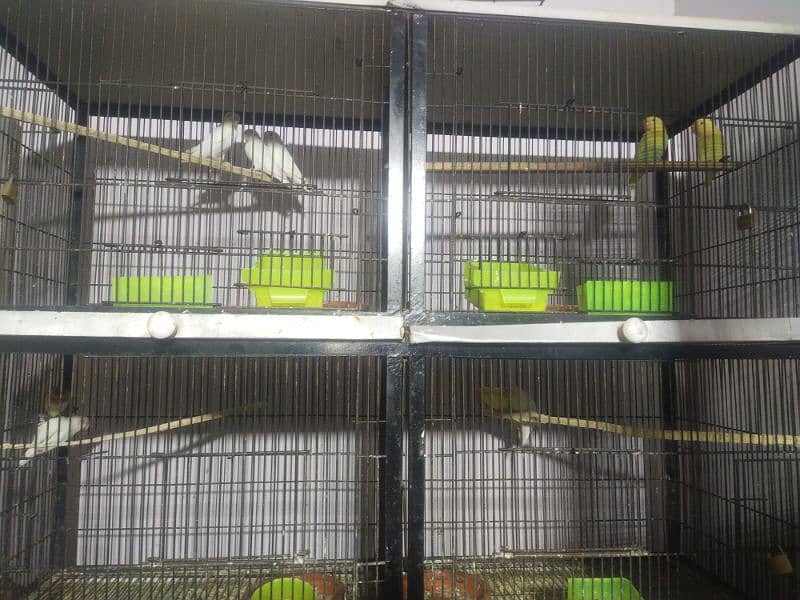 Full healthy and Active Birds available 10