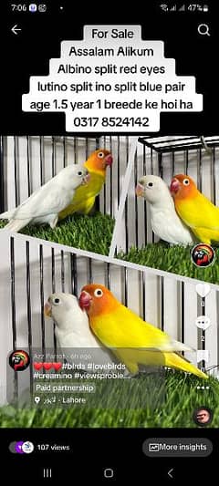 lovebird breeder pair