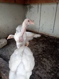 selling aseel Heera chicks for  sale