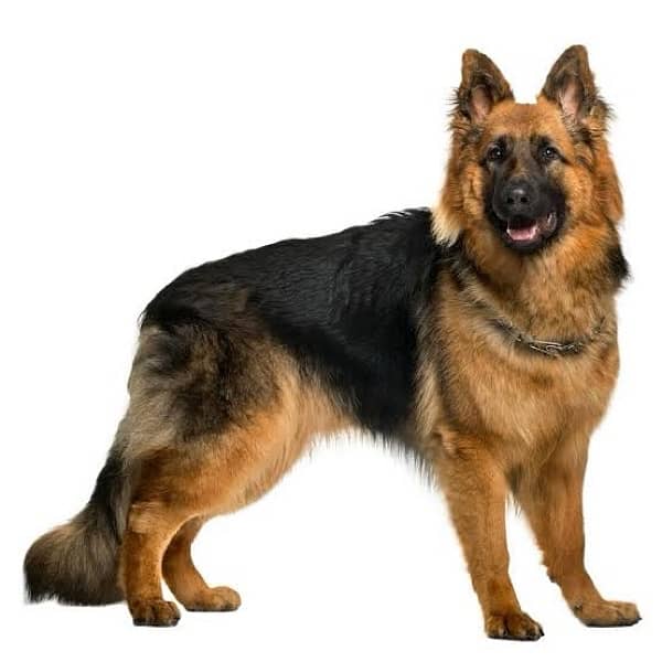 Full Trained German Shepard 1