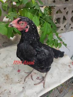 High quality lasani female Available