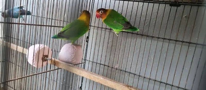 Love Bird Breeder pairs 1