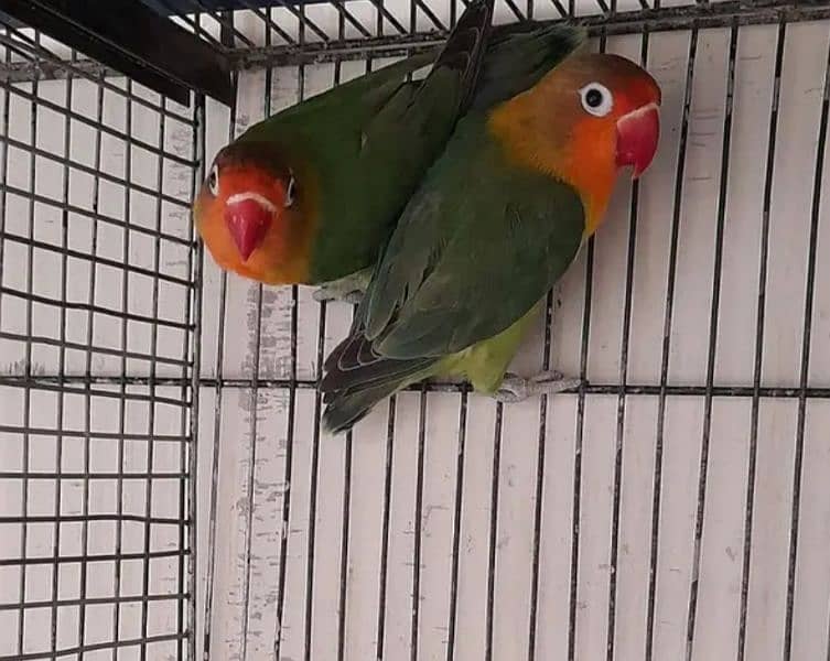 Love Bird Breeder pairs 2