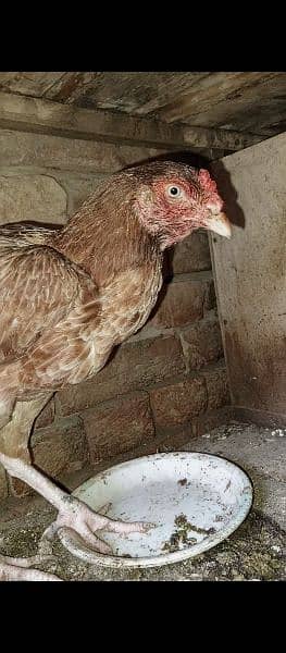 high quality aseel female for sale 1