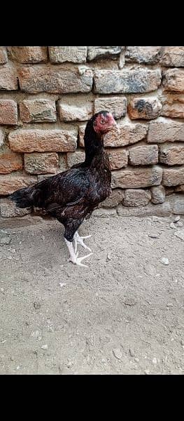 high quality aseel female for sale 3