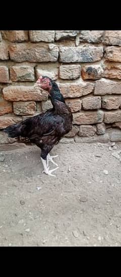 high quality aseel female for sale 0