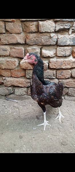 high quality aseel female for sale 4