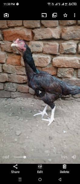 high quality aseel female for sale 5