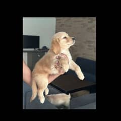 Golden Retriever male pups