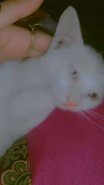 2 different  Eye Colour cat for selling my WhatsApp number 03247898043 0