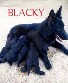 Black German shephard female