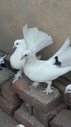 Fantail Pigeon( Pair)