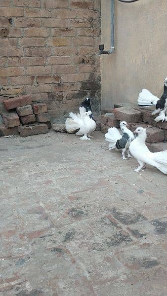 Fantail Pigeon( Pair) 1