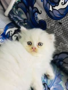 Persian female kittens 0