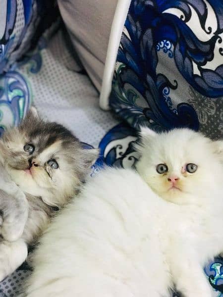 Persian female kittens 1