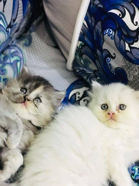 Persian female kittens 2