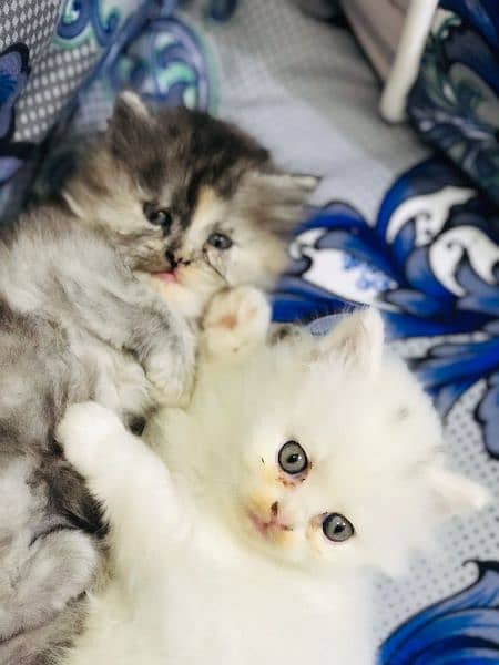 Persian female kittens 3