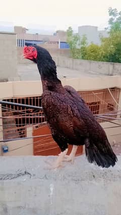 aseel female available