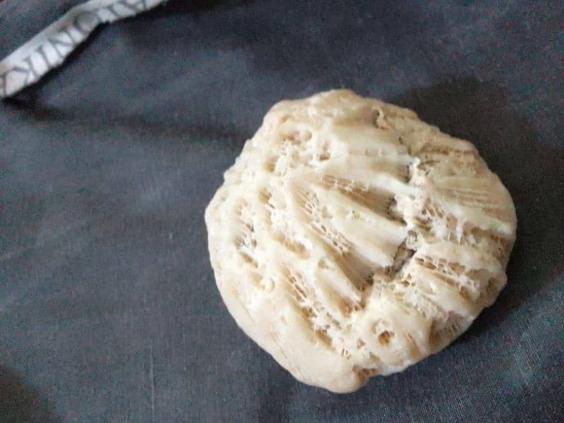 "Fossil coral Marjan" for sale beautiful stone 1