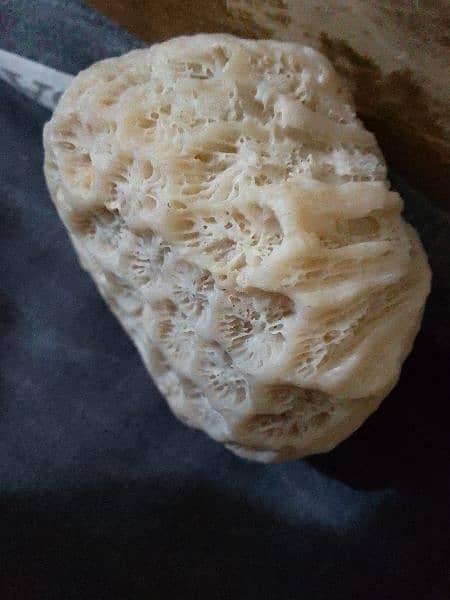 "Fossil coral Marjan" for sale beautiful stone 2