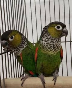 pearly black capped conures