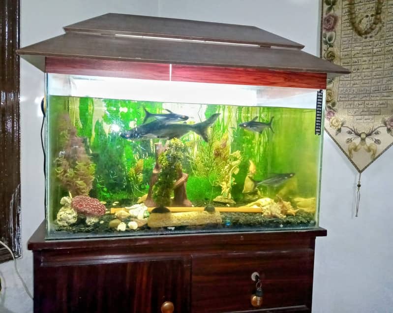 Complete Fish Aquarium with fish 6