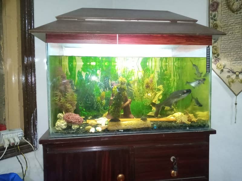 Complete Fish Aquarium with fish 7