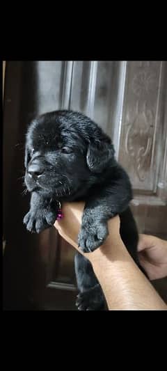 Pedigree Labrador male puppy available