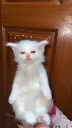 Pure Persian Kitten Full White