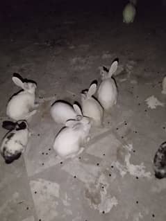 5 months age dai da rabbits aw 4 pair porai available dai